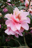 JAPANESE CAMELIA Camellia japonica