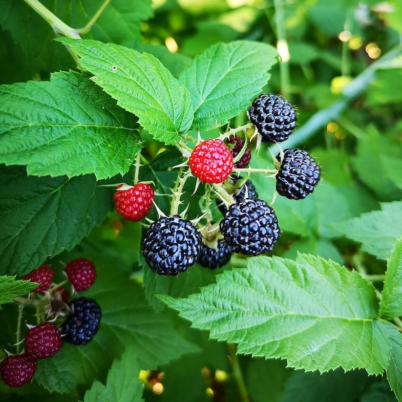 Rubus occidentalis BLACK RASPBERRY, BLACK CAP – Ferri Seeds