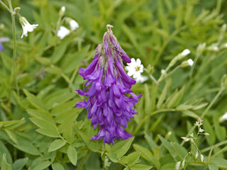 Hedysarum hedysaroides <br>ALPINE FRENCH HONEYSUCKLE, SAINFOIN