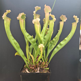 Sarracenia Leucophylla x Readii <br>PITCHER PLANT 'FARNHAMII'
