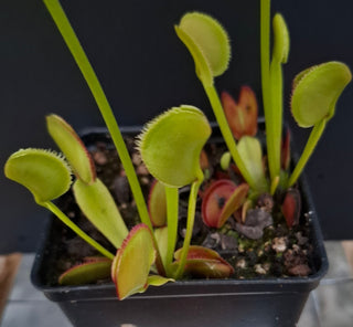Dionaea muscipula <br>VENUS FLYTRAP 'FEATHER TOOTH' x OP