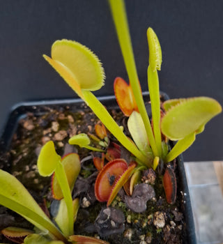 Dionaea muscipula <br>VENUS FLYTRAP 'FEATHER TOOTH' x OP