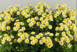 Tanacetum parthenium <br>FEVERFEW SANTANA YELLOW