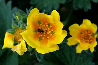 Potentilla megalantha <br>LARGE-FLOWERED CINQUEFOIL