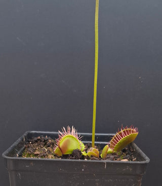 Dionaea muscipula <br>VENUS FLYTRAP 'FLAMMA' x OP