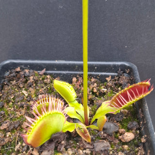 Dionaea muscipula <br>VENUS FLYTRAP 'FLAMMA' x OP