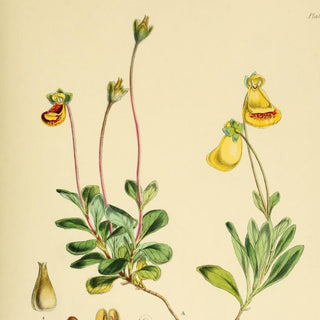 Calceolaria fothergillii <br>PURSE SLIPPER Slipperwort Flower