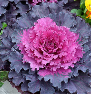 Brassica oleracea <br>FLOWERING KALE OSAKA IQ RED