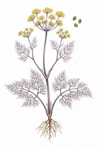 Foeniculum vulgare purpureum <br>BRONZE FENNEL