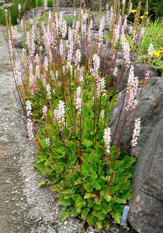 Francoa sonchifolia <br>BRIDAL WREATH