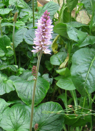 Francoa sonchifolia <br>BRIDAL WREATH