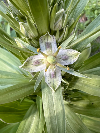 Frasera speciosa <br>GREEN GENTIAN