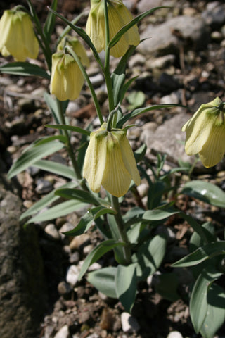 Fritillaria pallidiflora <br>SIBERIAN FRITILLARY.