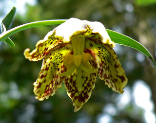 Fritillaria lanceolata, Fritillaria affinis <br>CHOCOLATE LILY, RICE GRAIN FRITILLARY