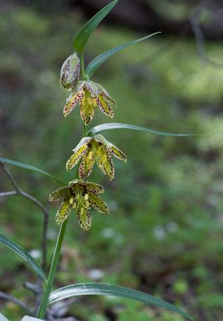Fritillaria lanceolata, Fritillaria affinis <br>CHOCOLATE LILY, RICE GRAIN FRITILLARY