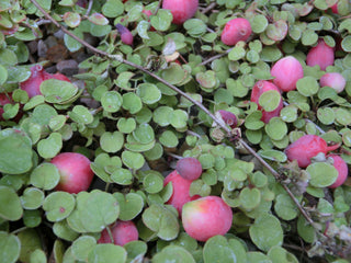 Fuchsia procumbens <br>CREEPING FUCHSIA