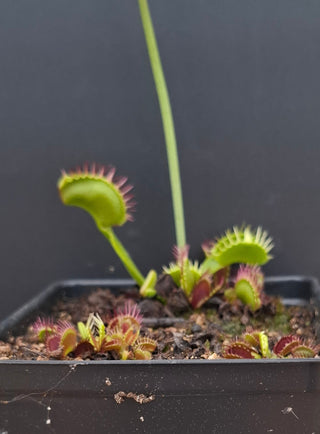 Dionaea muscipula <br>VENUS FLYTRAP 'FUZZY TOOTH' x OP