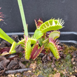 Dionaea muscipula <br>VENUS FLYTRAP 'FUZZY TOOTH' x OP