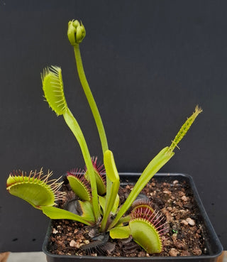 Dionaea muscipula <br>VENUS FLYTRAP 'G14 DIRK VENTHAMS GIANT' x OP