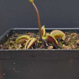 Dionaea muscipula <br>VENUS FLYTRAP 'GJ MARATCHI' x OP