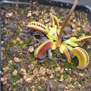 Dionaea muscipula <br>VENUS FLYTRAP 'GJ MARATCHI' x OP