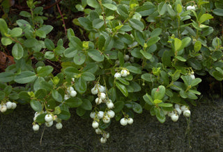 Gaultheria miqueliana white berries native