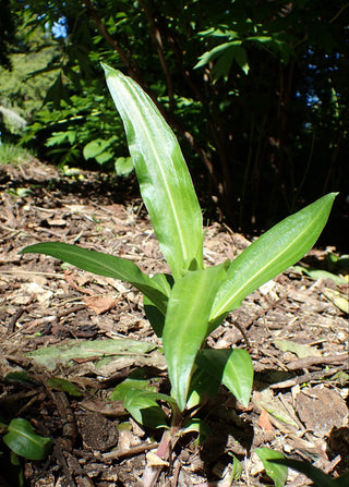 Gentiana gracilipes, G.Dahurica <br>GRASS-LEAVED GENTIAN