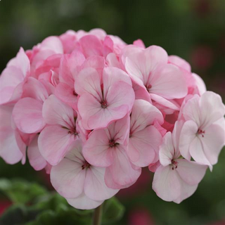Pelargonium <br>GERANIUM APPLEBLOSSOM