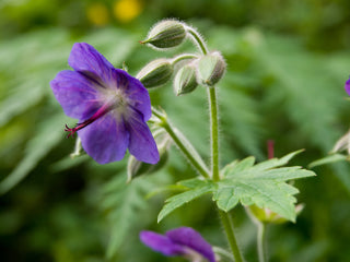 Geranium platyanthum, G.eriostemon <br>PERENNIAL GERANIUM