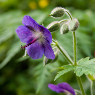 perennial geranium platyanthum
