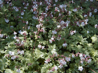 Geranium macrorrhizum <br>WHITE PERENNIAL GERANIUM