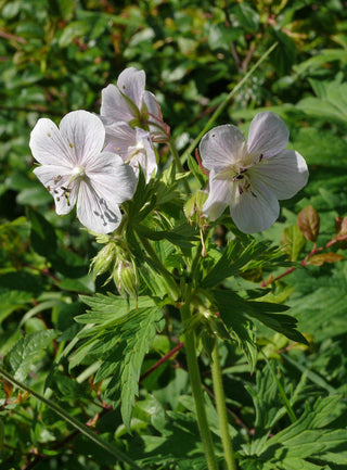Geranium <br>PERENNIAL GERANIUM MIX