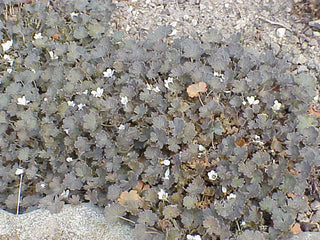 Geranium sessiliflorum nigricans <br>PERENNIAL GERANIUM DARK FOLIAGE