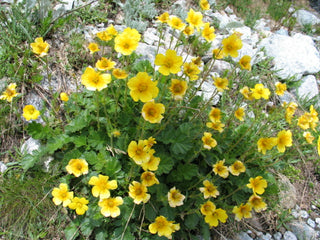 Geum montanum <br>ALPINE AVENS