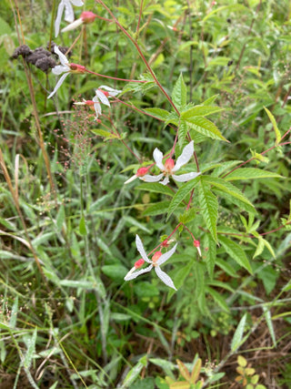 Gillenia stipulata, Porteranthus <br>AMERICAN IPECAC, INDIAN PHYSIC, Ipecacuanna