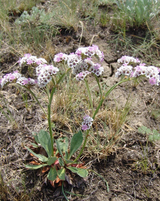 Goniolimon_speciosum