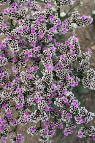 Goniolimon speciosum <br>DWARF STATICE, PLANTAIN LEAVED THRIFT