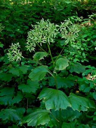 Arnoglossum reniforme <br>GREAT INDIAN PLANTAIN.