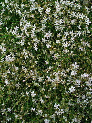 Gypsophila repens <br>WHITE CREEPING BABY'S BREATH