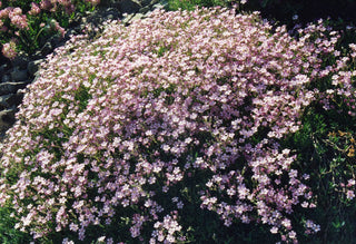 Gypsophila repens <br>PINK CREEPING BABY'S BREATH