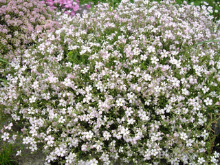 Gypsophila repens <br>PINK CREEPING BABY'S BREATH