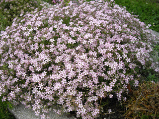 Gypsophila repens <br>PINK CREEPING BABY'S BREATH