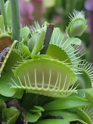 Dionaea muscipula <br>VENUS FLYTRAP HD1 x OP