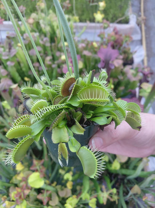 Dionaea muscipula <br>VENUS FLYTRAP HD1 x OP