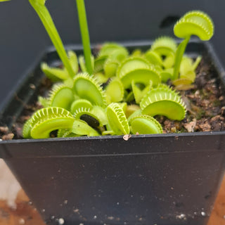Dionaea muscipula <br>VENUS FLYTRAP 'HARMONY' x OP