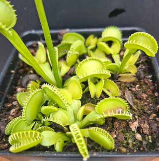 Dionaea muscipula <br>VENUS FLYTRAP 'HARMONY' x OP