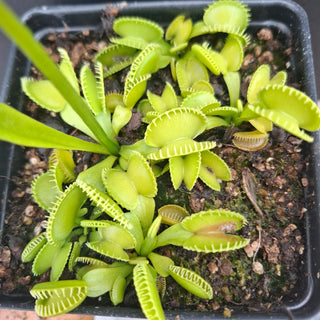 Dionaea muscipula <br>VENUS FLYTRAP 'HARMONY' x OP