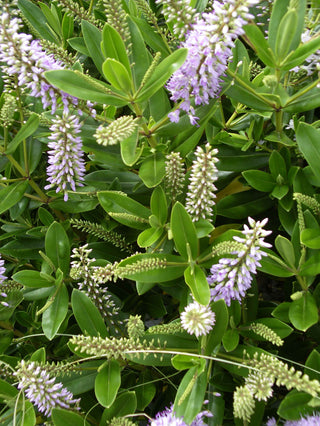 Veronica hebe, Hebe raoulii <br>HEBE