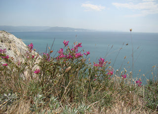 Hedysarum tauricum <br>SWEET VETCH