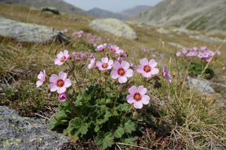 Potentilla nepalensis <br>CINQUEFOIL 'HELEN JANE'
